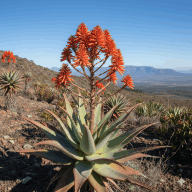 Cape Aloe